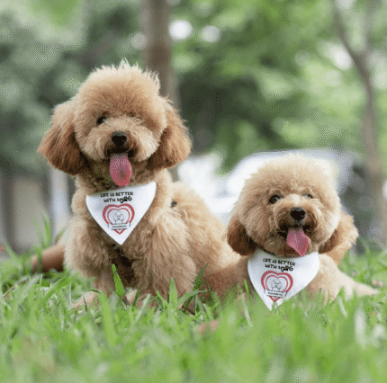 Custom Pet Bandana Collar – Life is Better with Dogs | Personalized Dog Accessories